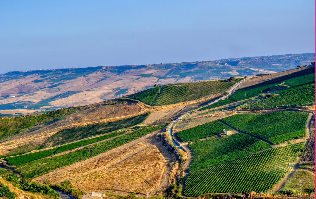 Wines from Sicily